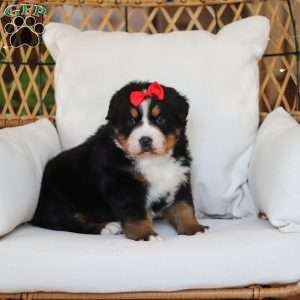 Princess Star, Bernese Mountain Dog Puppy